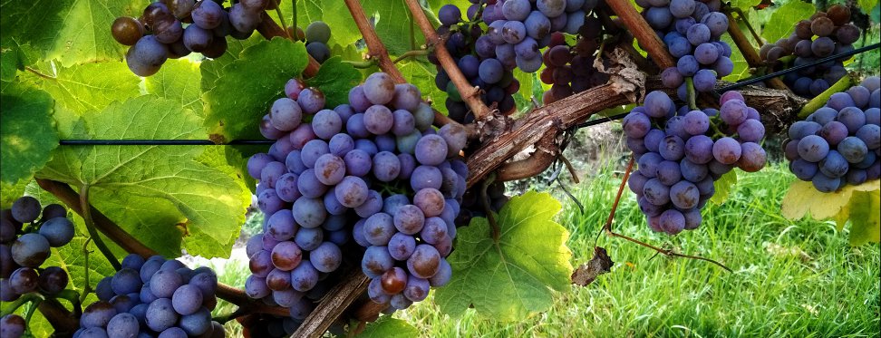 Winobranie 2015